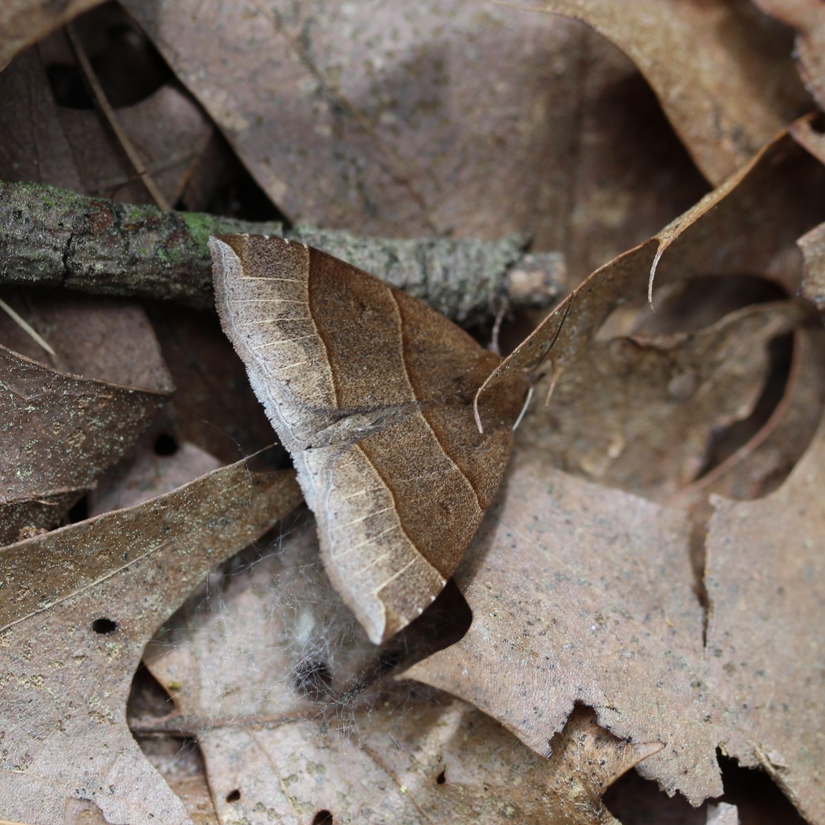 8. Maple Looper Moth (Parallelia bistriaris)