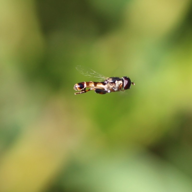 9. Common Compost Fly (Syritta pipiens)
